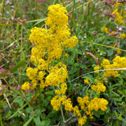 Wildflower Lady's Bedstraw